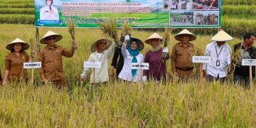 WaliKota dr Susanti Panen Padi Perdana Bersama Petani dan Menyerahkan Bantuan Pupuk, Polybag, serta Bibit Sayuran Kepada Keluarga Beresiko Stunting