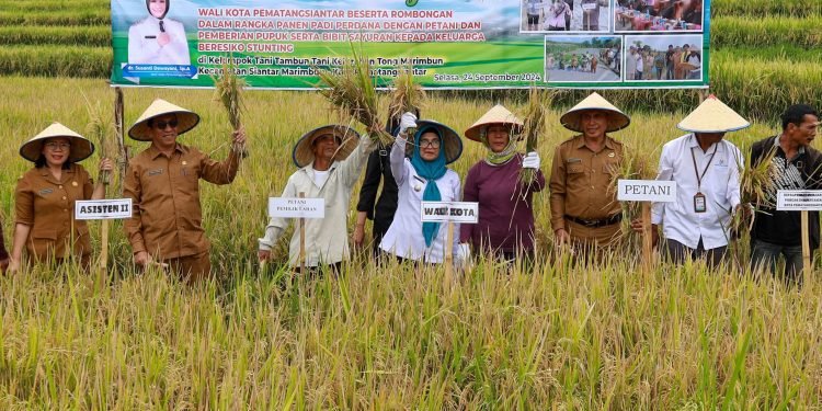 WaliKota dr Susanti Panen Padi Perdana Bersama Petani dan Menyerahkan Bantuan Pupuk, Polybag, serta Bibit Sayuran Kepada Keluarga Beresiko Stunting