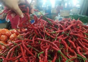 Petani Sumut Merugi Harga Cabai Merah Anjlok Dijual Cuma Rp 10 Ribu/Kg