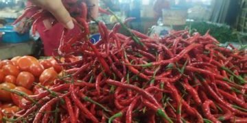 Petani Sumut Merugi Harga Cabai Merah Anjlok Dijual Cuma Rp 10 Ribu/Kg