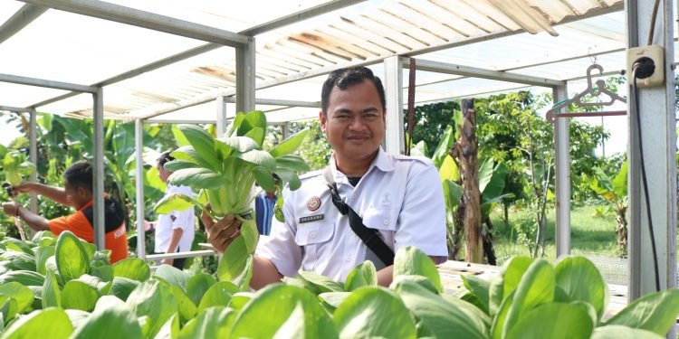 Lapas Kelas IIA Pematangsiantar Panen Raya Sayur Hydroponik Karya Warga Binaan