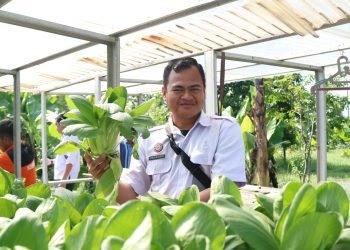 Dukung Program Ketahanan Pangan, Lapas Kelas IIA Pematang Siantar Panen Raya Sayur Hydroponik Karya Warga Binaan