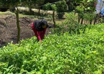 Kotoran Sapi Jadi Solusi Ekonomi Hijau, Manfaatnya Berganda