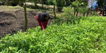 Kotoran Sapi Jadi Solusi Ekonomi Hijau, Manfaatnya Berganda