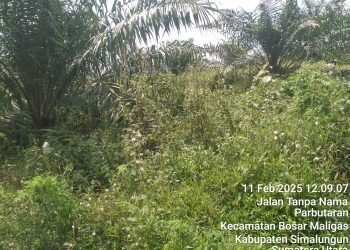 Diduga Manager dan Askep PTPN 4 Unit Bukit Lima Telap Biaya Perawatan Hingga Miliaran Rupiah