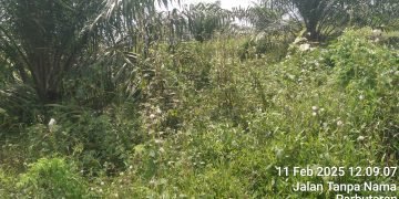 Diduga Manager dan Askep PTPN 4 Unit Bukit Lima Telap Biaya Perawatan Hingga Miliaran Rupiah