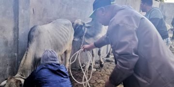Bupati Simalungun Serahkan Hewan Qurban ke Masjid Raya Taqwa Parapat