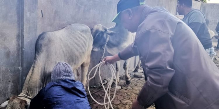 Bupati Simalungun Serahkan Hewan Qurban ke Masjid Raya Taqwa Parapat