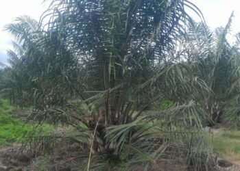 Miris !!! Diduga Manager Kebun Unit Marihat Telap Uang Perawatan TBM Secara Berjamaah