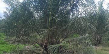 Miris !!! Diduga Manager Kebun Unit Marihat Telap Uang Perawatan TBM Secara Berjamaah