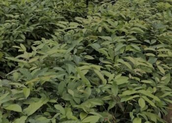 INALUM dan PJT I Perkuat Konservasi Danau Toba Lewat Penanaman Pohon dan Pembibitan Modern