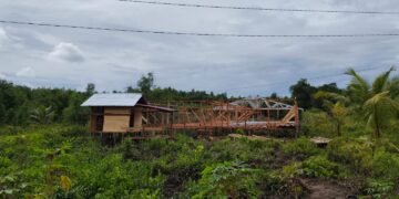 Bakal Panas! KCBI Laporkan Pengerusakan Mangrove di Desa Teluk Belukar