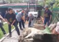 Momentum Idul Adha 1447 H, PTPN IV Regional II Kebun Bah Birung Ulu Sembelih 12 Hewan Kurban