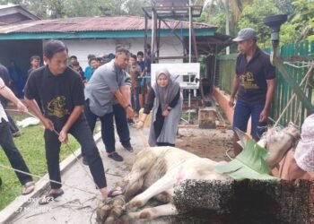 Momentum Idul Adha 1447 H, PTPN IV Regional II Kebun Bah Birung Ulu Sembelih 12 Hewan Kurban