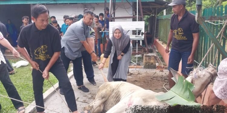 Momentum Idul Adha 1447 H, PTPN IV Regional II Kebun Bah Birung Ulu Sembelih 12 Hewan Kurban